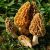 Profile picture of Morel Mushroom Exporters in Netherlands